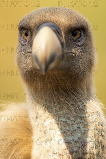 Griffon Vulture (Gyps fulvus), Extremadura, Spain