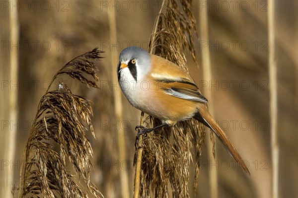 Bearded tit sitting on reed stalk, (Panurus biarmicus), Federsee lake, Baden-Württemberg, Federal
