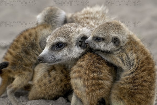 Meerkat or Suricata (Suricata suricatta), mother with young, Makgadikgadi Salt Pans, Makgadikgadi