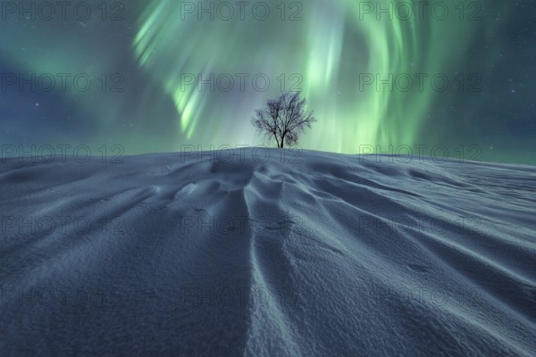 A solitary tree stands on windswept, snow-clad hill beneath a brilliant display of green Northern