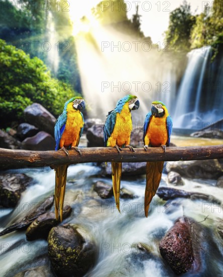 Blue-and-Yellow Macaw (Ara ararauna), also known as the Blue-and-Gold Macaw against tropical