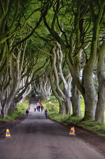 Tourist group, walker, no stopping, famous beech avenue, The Dark Hedges, tunnel avenue,