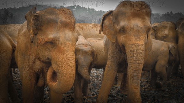 Herd of Asian elephants (elephas maximus) standing peacefully together in a wooded area, Pinnawela