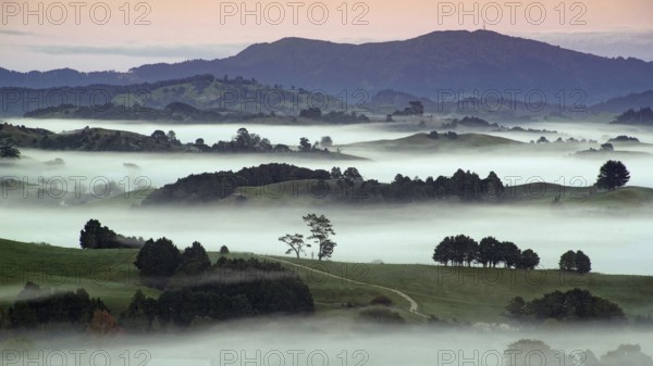New Zealand, North Island, landscape in morning fog, North Island, North Island, New Zealand