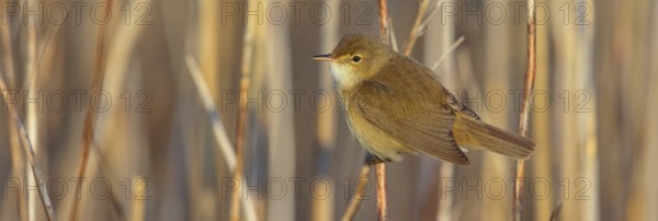 Reed Warbler, subspecies scirpaceus, (Acrocephalus scirpaceus scirpaceus), (Acrocephalus