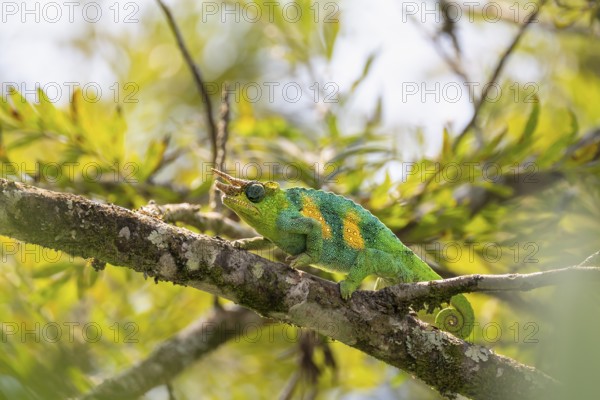 Three-horned chameleon (Trioceros jacksonii), male, between leaves on a branch, Bwindi Impenetrable