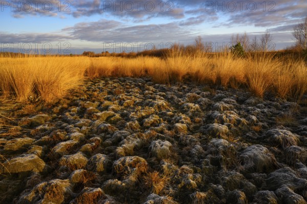 Wide, wintry Goldenstedt moor with pipe grass in the evening light, Goldenstedt, Lower Saxony,