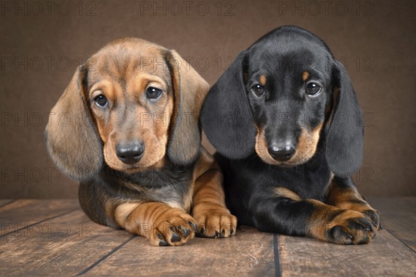 A pair of small dachshund puppies sits on a dark background, exuding cuteness and charm. Their