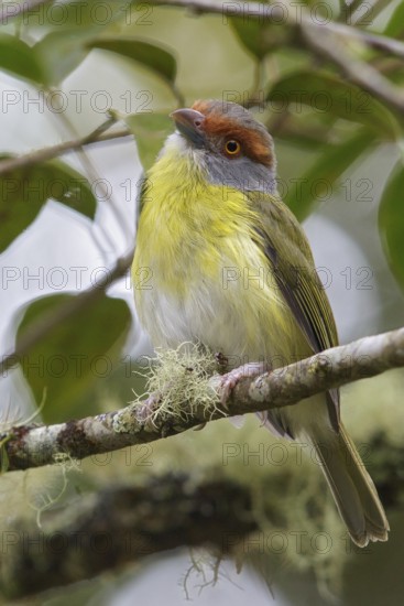 Rufous-browed Peppershrike (Cyclarhis gujanensis) perched on a branch in Costa Rica