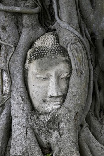 Sandstone Buddha head at the foot of a Bodhi tree in Wat Mahathat, Temple of the Great and Holy