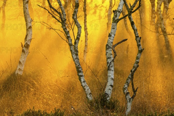 Birches (Betula) in the fog at dawn in the Molberger Dose, moor, raised bog, Molbergen, Lower