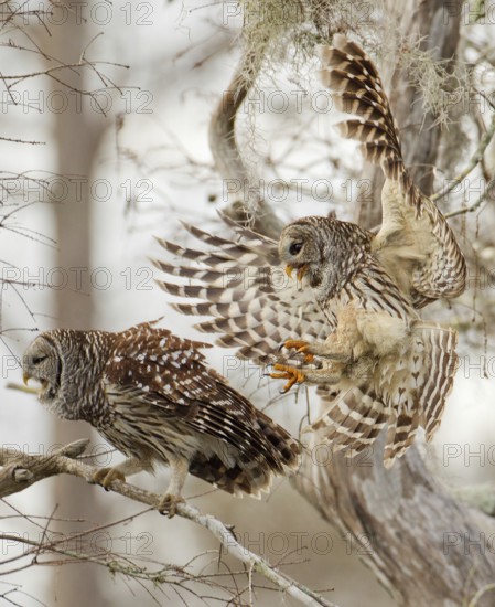 Barred Owl (Strix varia) flying, Florida, USA