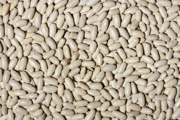 A closely packed, high-resolution image showing a multitude of white beans covering the entire