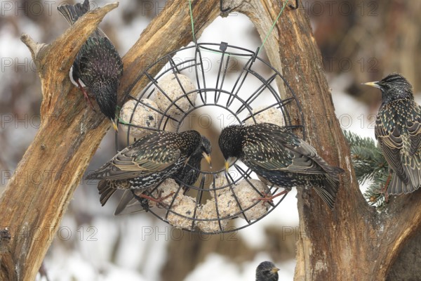 Starling (Sturnus vulgaris) at winter feeding in the forest, Allgäu, Bavaria, Germany, Allgäu,