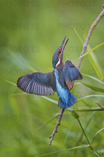 Common Kingfisher (Alcedo atthis) perched on a branch, Saxony-Anhalt, Germany