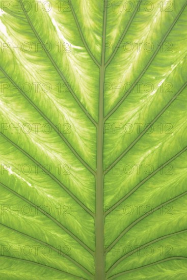 Taro or water bread root (Colocasia esculenta), useful plant, leaf detail, North Rhine-Westphalia,
