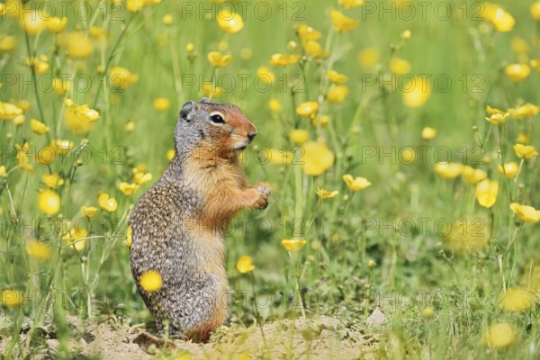 Columbia ground squirrel (Urocitellus columbianus, Spermophilus columbianus) in a flower meadow,