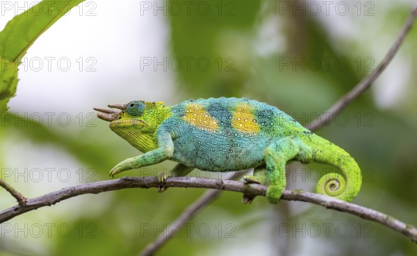Three-horned chameleon (Trioceros jacksonii), male, between leaves on a branch, Bwindi Impenetrable