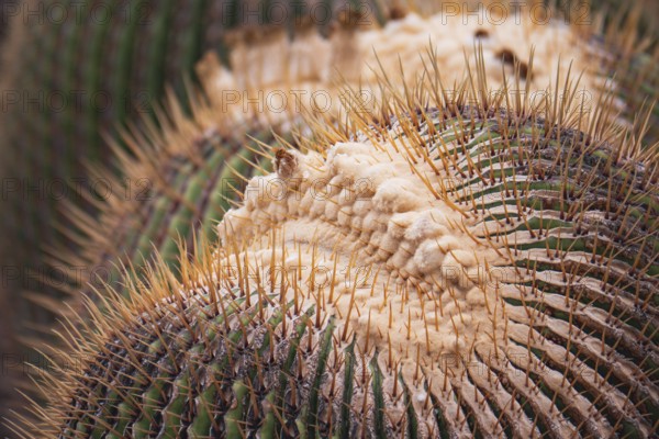 Detailed close up of a cactus showcasing its intricate texture, sharp spines, and natural patterns.