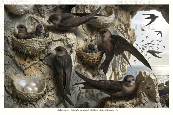 Display board Salangane, Salanganes (Collocaliini), bird, swiftlets, edible bird nests, breeding,