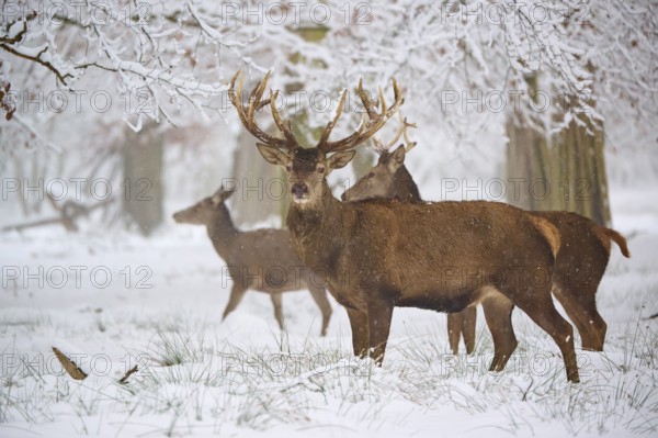 Deer standing in a snow-covered forest, surrounded by bare trees under a winter sky, Winter, Red