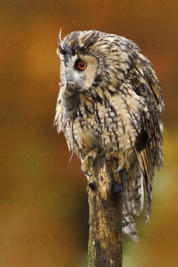 Tawny owl in the forest with mouse in the talon. Brown owl sitting on tree stump in the dark forest