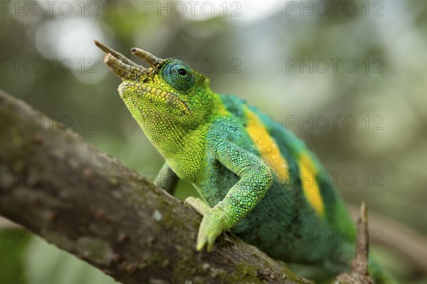 Three-horned chameleon (Trioceros jacksonii), male, Bwindi Impenetrable Forest National Park,