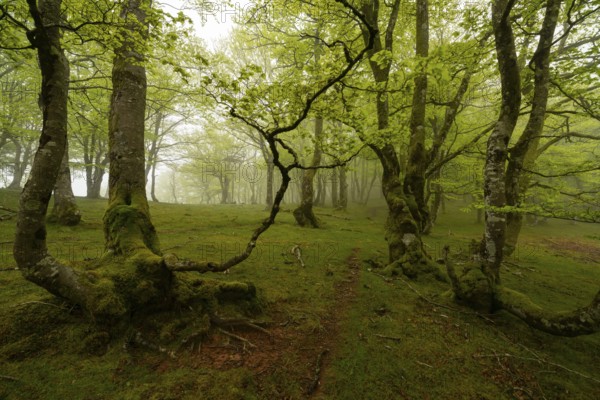 A magic forest with vibrant green foliage and moss covered tree trunks in the Pyrenees. The serene