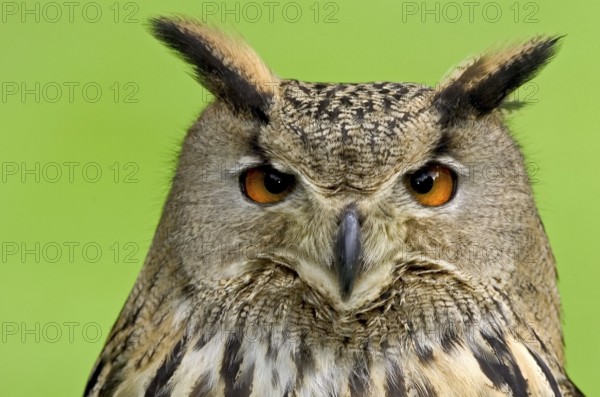 Eurasian Eagle-Owl (Bubo bubo), North Rhine-Westphalia, Germany