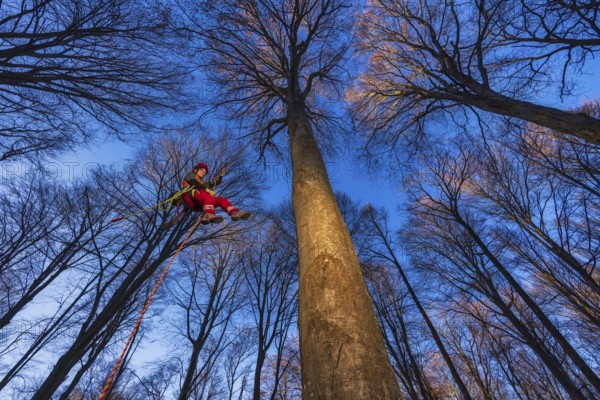 In Cademario, in the canton of Ticino, an arborist climbs a tree in the forest. An arborist is a