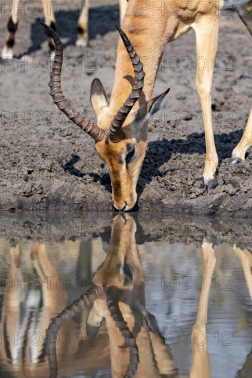 Impala (Aepyceros melampus) drinking at a natural waterhole, male, animal portrait, Black Heeler