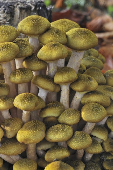 Honey fungus (Armillaria mellea) (Armillariella mellea) cluster growing on tree trunk in autumn