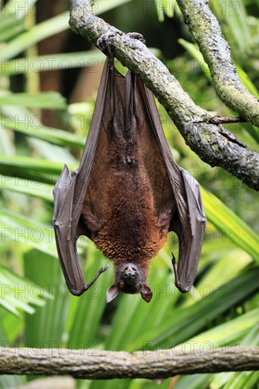 Kalong flying fox (Pteropus vampyrus), adult, resting, in sleeping tree, during the day, Singapore,