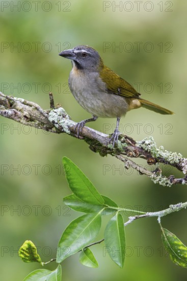 Buff-throated Saltator (Saltator maximus) perched on a branch in Manu National Park, Peru