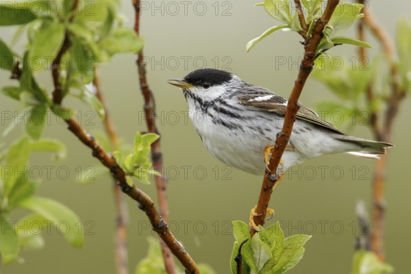 Blackpoll Warbler (Dendroica striata) perched on a branch in Nome, Alaska