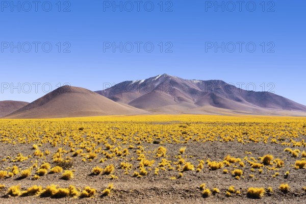 Vibrant yellow grass blanket the foreground of this expansive landscape in La Puna, set against the