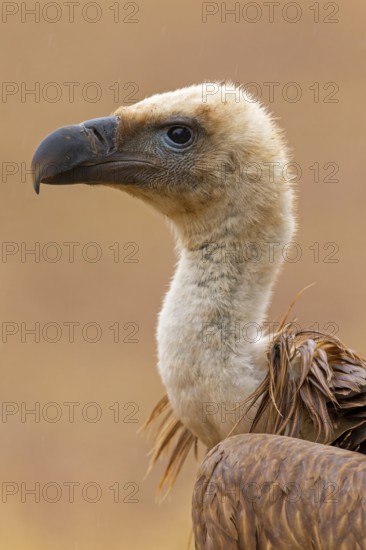 Griffon vulture, (Gyps fulvus), animals, birds, vultures, alworld vulture, hawk family, portrait,