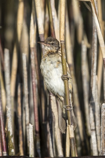 Great Reed Warbler (Acrocephalus arundinaceus) juvenile perched in reedbed, Mecklenburg-Western