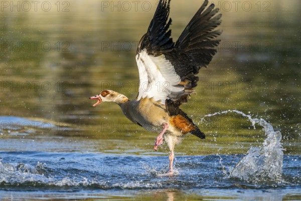 Flying Egyptian goose (Alopochen aegyptiaca) starting from a lake, invasive species, Bavaria,