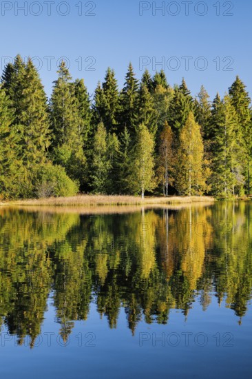 Glorious autumn day on the shores of the moorland lake Étang de la Gruère in the canton of Jura,
