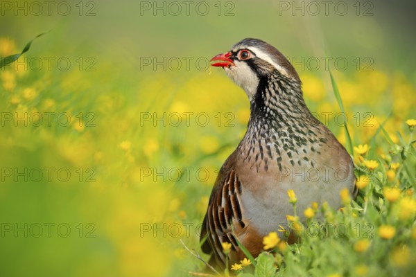 A red-legged partridge stands elegantly amidst bright yellow wildflowers, showcasing its striking