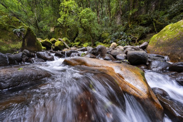 Mhlwazini River flows through thick forest, original mountain forest, Rainbow Gorge,