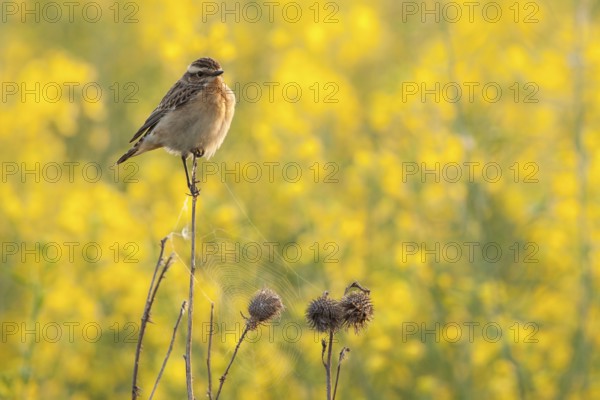 Whinchat (Saxicola rubetra) male, Rhineland-Palatinate, Germany