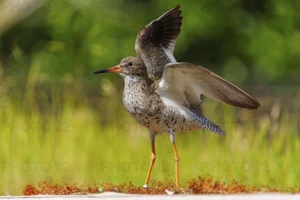 Bird with spread wings standing on grassy area in sunny surroundings, redshank, (Tringa totanus),