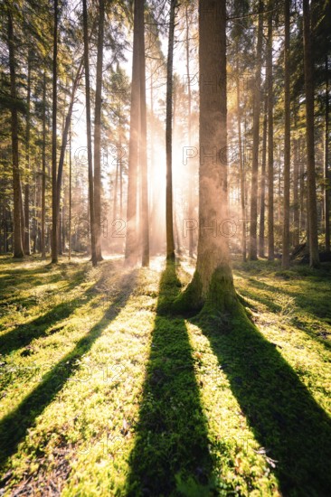 Rays of sunlight penetrate the tall trees and cast long shadows on the moss-covered forest floor,