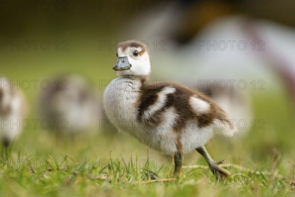 Egyptian goose (Alopochen aegyptiaca) cute chicks on a meadow at the shore of a lake, Bavaria,