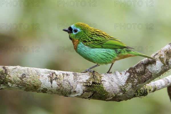 Brassy-breasted Tanager (Tangara desmaresti) perched on a branch in the Atlantic rainforest of