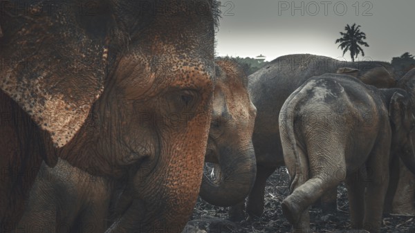 Group of elephants (elephas maximus) in the dark jungle with palm trees in the background,