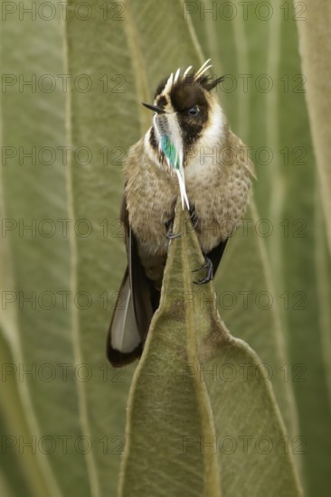 Green-bearded Helmetcrest (Oxypogon guerinii) perched on a branch in the Andes mountains in