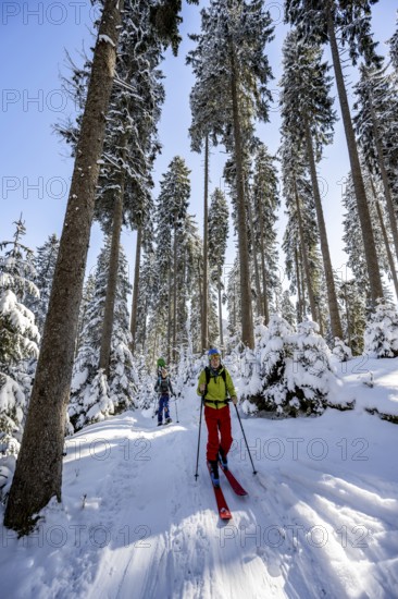 Ski tourers and snowshoe hikers in a snowy winter forest, ascent to the Teufelstättkopf,